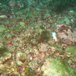 Bluespotted Jawfish, photo 5