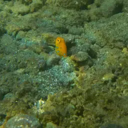 Bluespotted Jawfish, photo 6