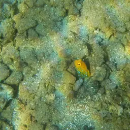 Bluespotted Jawfish, photo 7