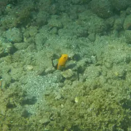 Bluespotted Jawfish, photo 8