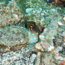 Bluespotted Jawfish, photo 9
