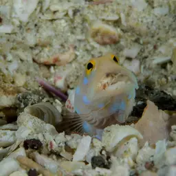 Bluespotted Jawfish, photo 10