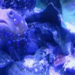 Bluespotted Jawfish, photo 11