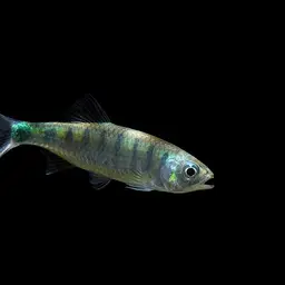 Blue Hillstream Trout, photo 1