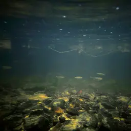 Blue Hillstream Trout, photo 2