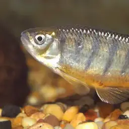 Burmese Hill Trout
