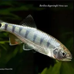 Burmese Hill Trout, photo 2