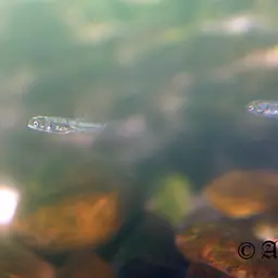 Burmese Hill Trout, photo 3