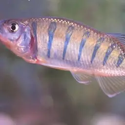 Butterfly Barb, photo 1