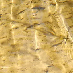 Butterfly Barb, photo 3