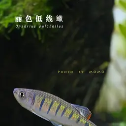 Butterfly Barb, photo 9