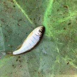 Butterfly Barb, photo 10