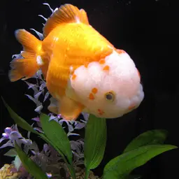 Oranda Goldfish, photo 2