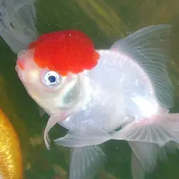 Oranda Goldfish, photo 3