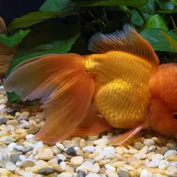 Oranda Goldfish, photo 1