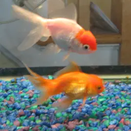 Oranda Goldfish, photo 4