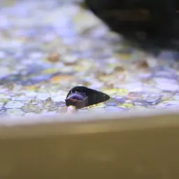 Orange Poso Rabbit Snail, photo 2