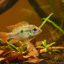 Orangeflossen, photo 7