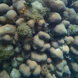 Mountainous Star Coral, photo 2