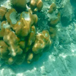 Mountainous Star Coral, photo 3