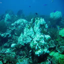 Mountainous Star Coral, photo 4