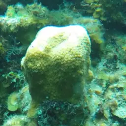 Mountainous Star Coral, photo 5
