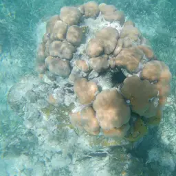 Mountainous Star Coral, photo 6