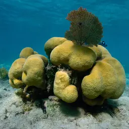 Mountainous Star Coral, photo 1