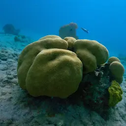 Mountainous Star Coral, photo 7