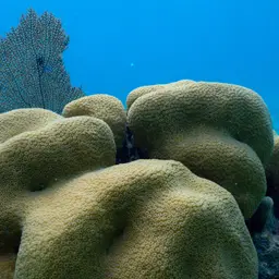 Mountainous Star Coral, photo 8