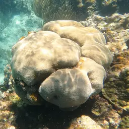 Mountainous Star Coral, photo 9