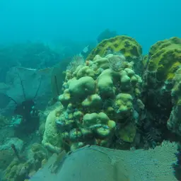 Mountainous Star Coral, photo 10