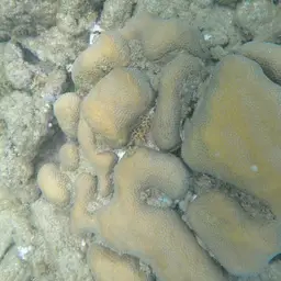 Mountainous Star Coral, photo 11