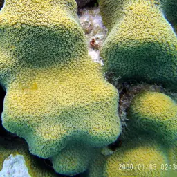 Mountainous Star Coral, photo 12