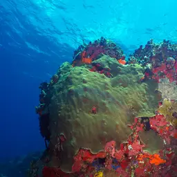 Boulder Star Coral, photo 2