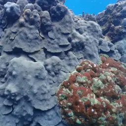 Boulder Star Coral