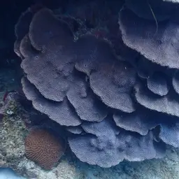 Boulder Star Coral, photo 3
