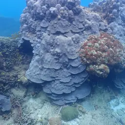 Boulder Star Coral, photo 4