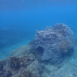Boulder Star Coral, photo 5