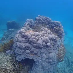 Boulder Star Coral, photo 6