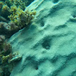 Boulder Star Coral, photo 7
