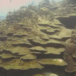 Boulder Star Coral, photo 8