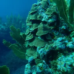 Boulder Star Coral, photo 9
