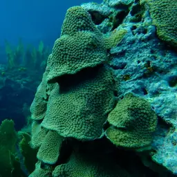 Boulder Star Coral, photo 10