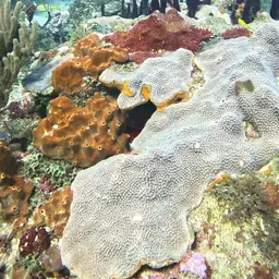 Boulder Star Coral, photo 11