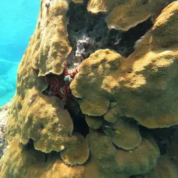 Boulder Star Coral, photo 12