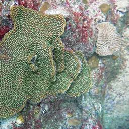 Bumpy Star Coral, photo 2