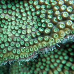 Bumpy Star Coral, photo 3
