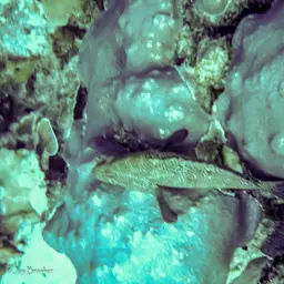 Bumpy Star Coral, photo 4