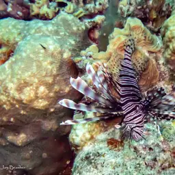 Bumpy Star Coral, photo 7